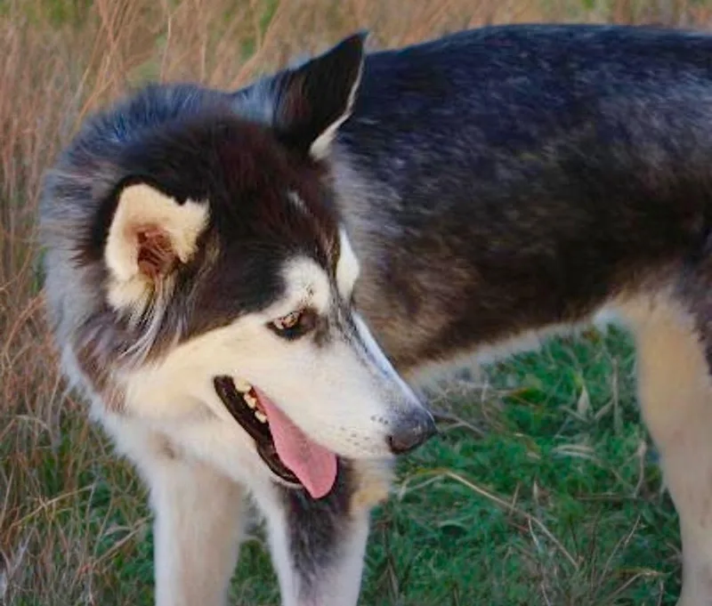 An adult large-sized male Husky dog named Shadow for adoption in Kingman, AZ