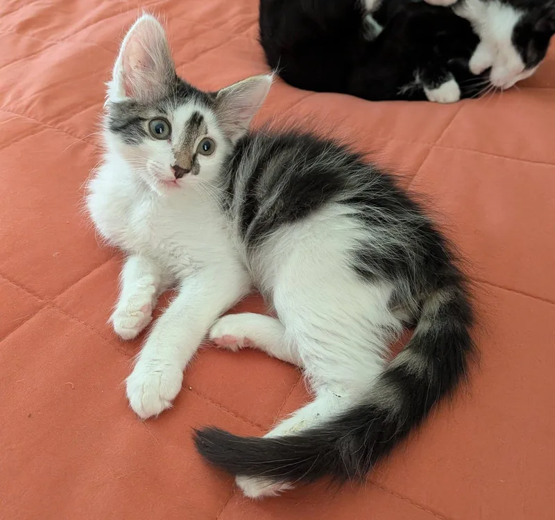 A baby medium-sized male Tabby (Gray / Blue / Silver) Domestic Medium Hair cat named Mackerel for adoption in Queen Creek, AZ