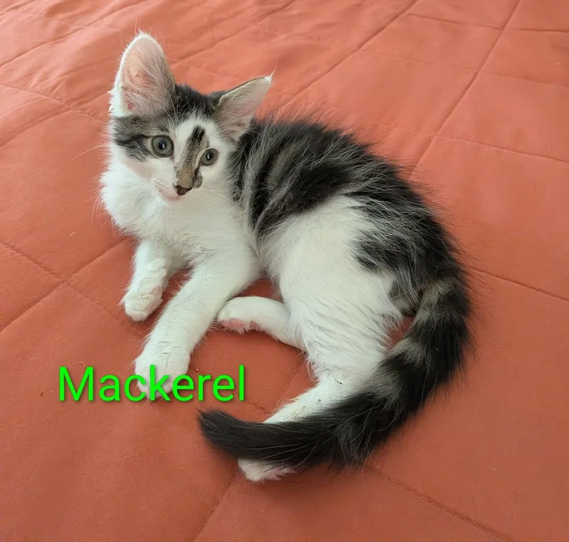 Mackerel thumbnail 3