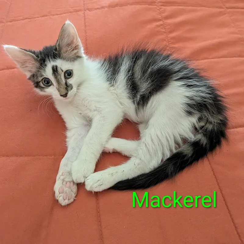 Mackerel thumbnail 4