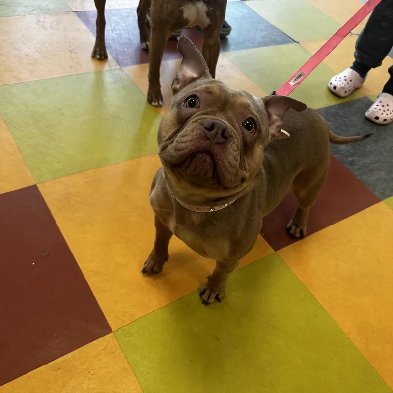An adult medium-sized female White / Cream Mixed Breed dog named Brady for adoption in Philadelphia, PA