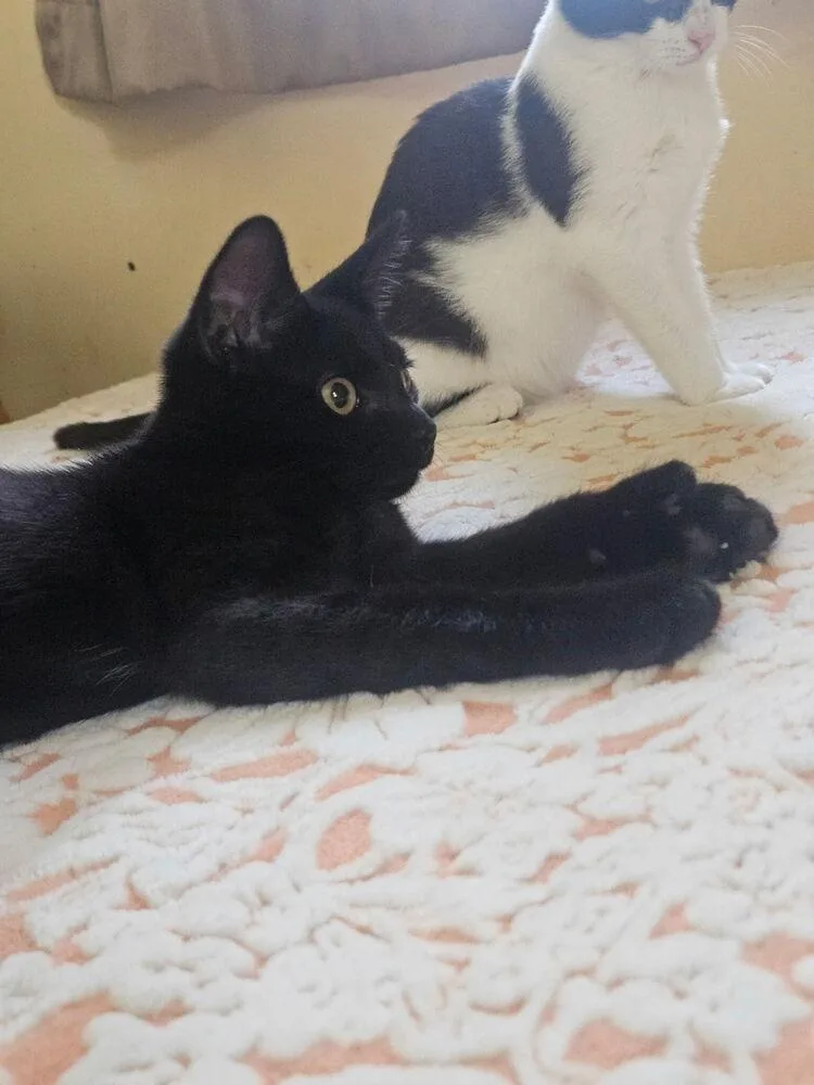 A baby small-sized male Black Domestic Short Hair cat named Cosmo Kramer for adoption in West Mifflin, PA