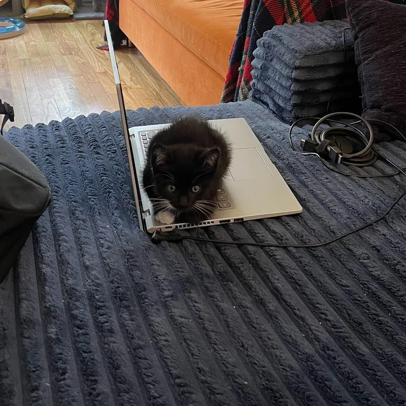 A baby small-sized male Black Domestic Short Hair cat named Tarquin Oliver Nimrod for adoption in Costa Mesa, CA