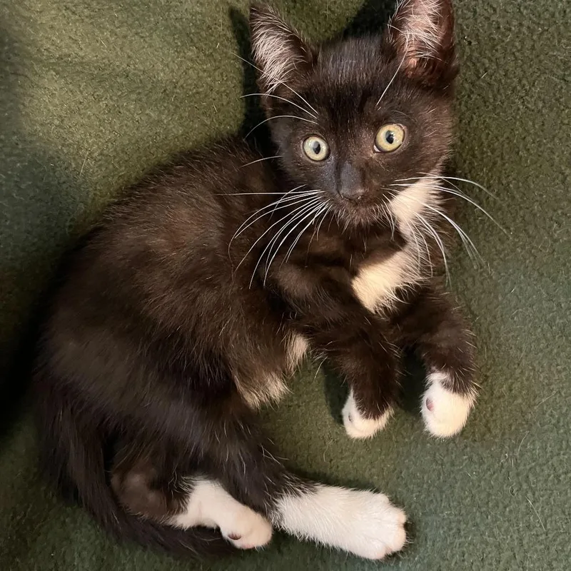 Tarquin Oliver Nimrod thumbnail 5