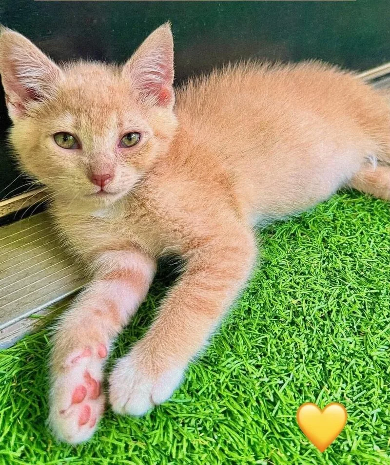 A baby small-sized male Domestic Short Hair cat named E.t. Pc for adoption in Greenville, SC