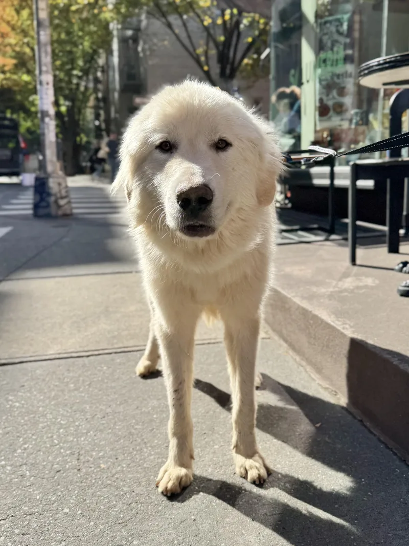 A young large-sized male Great Pyrenees dog named Alabaster for adoption in New York, NY