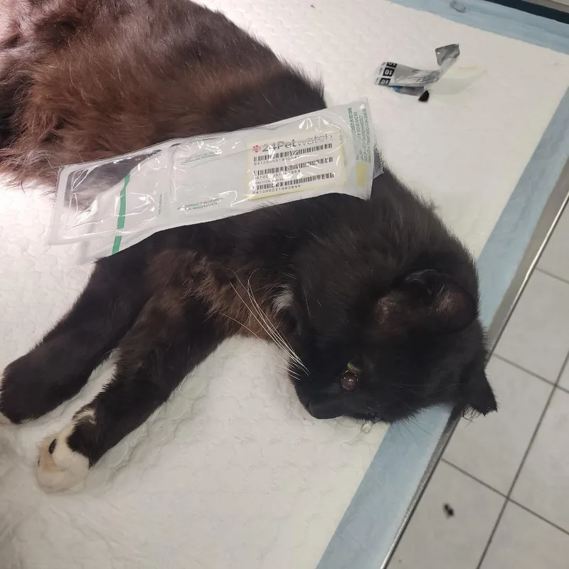 An adult small-sized male Black Domestic Long Hair cat named Roberts Collins Tnr Km for adoption in Rochester, MN