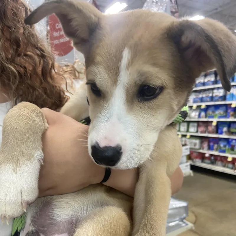 A baby small-sized male Golden Mixed Breed dog named Bolt for adoption in Hagerstown, MD
