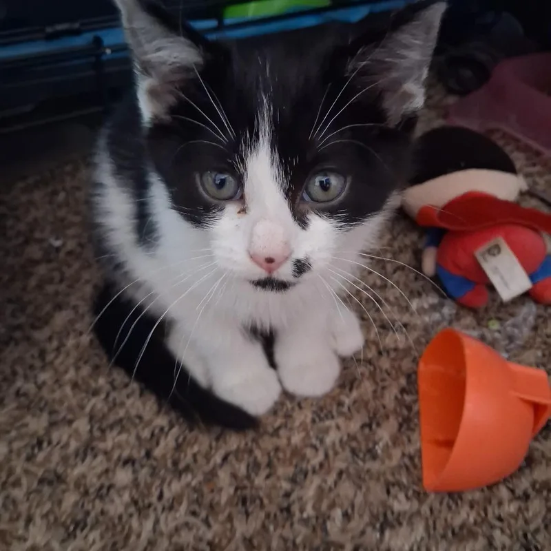 A young medium-sized female Black & White / Tuxedo Domestic Short Hair cat named Tux for adoption in Blackfoot, ID