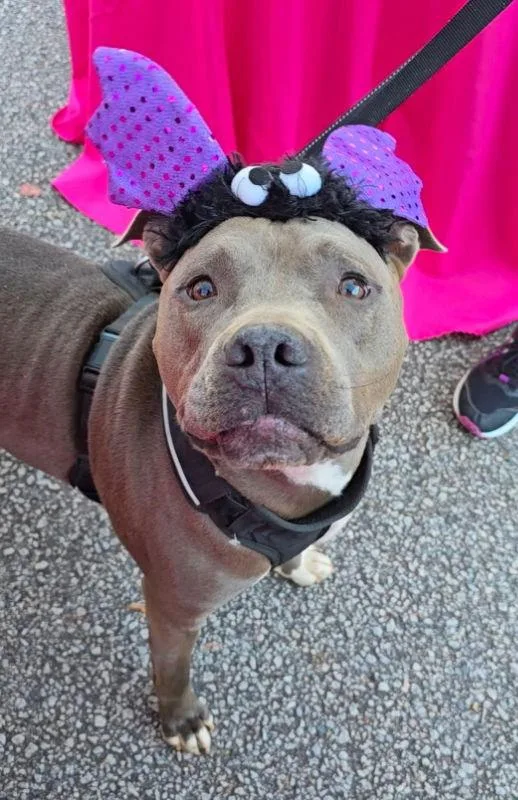 Ringo Cp thumbnail 2