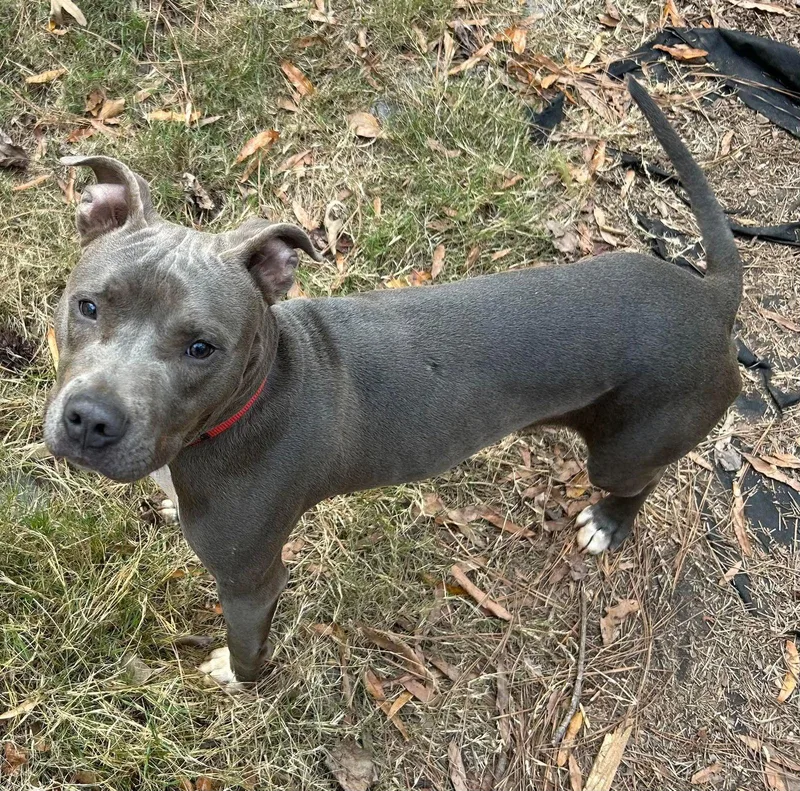 Ringo Cp thumbnail 3