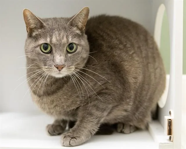 An adult medium-sized female Domestic Short Hair cat named Lacey for adoption in Leesburg, VA