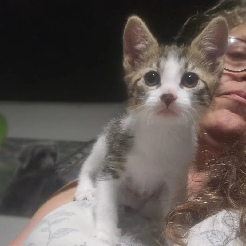 A baby small-sized female White Domestic Short Hair cat named Mulan for adoption in mount vernon, AR