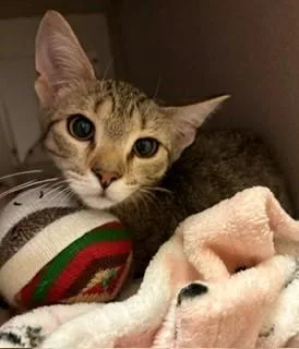 A young medium-sized male Tabby (Brown / Chocolate) Domestic Short Hair cat named Lynx for adoption in Mason City, IA