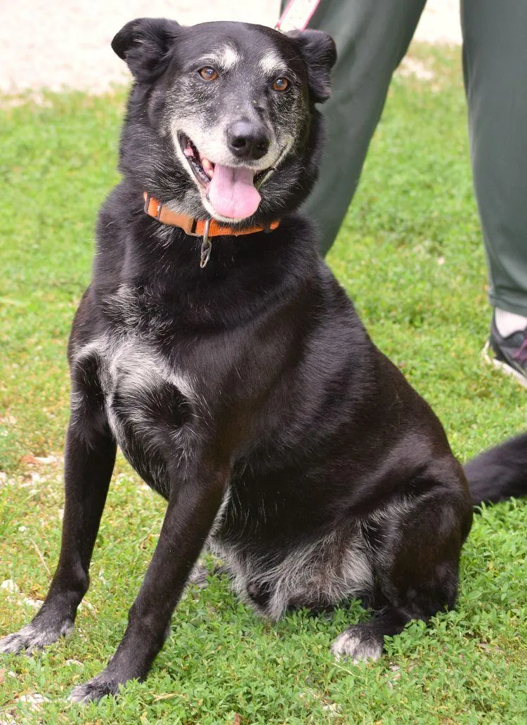 A senior medium-sized male Black Labrador Retriever dog named Yuma for adoption in Parkville, MO