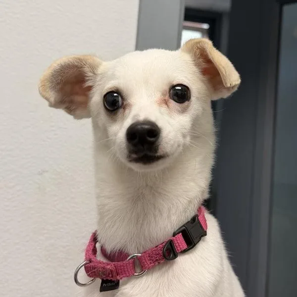 A young small-sized male Chihuahua dog named Don Julio for adoption in San Diego, CA