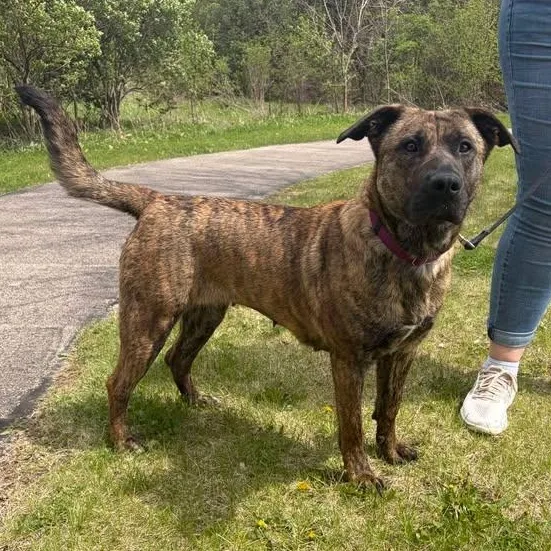 An adult large-sized female Brindle Mastiff dog named Zelda for adoption in Joliet, IL