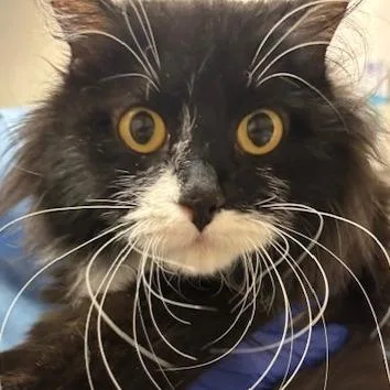 An adult medium-sized female Black Domestic Short Hair cat named Bernadine for adoption in Murray, UT