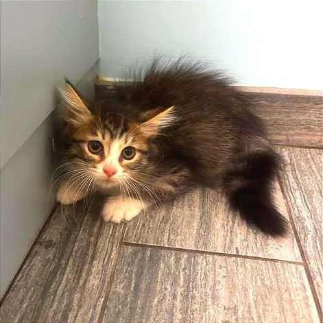 A baby small-sized female Brown / Chocolate Domestic Long Hair cat named Rachel for adoption in Jacksonville, FL