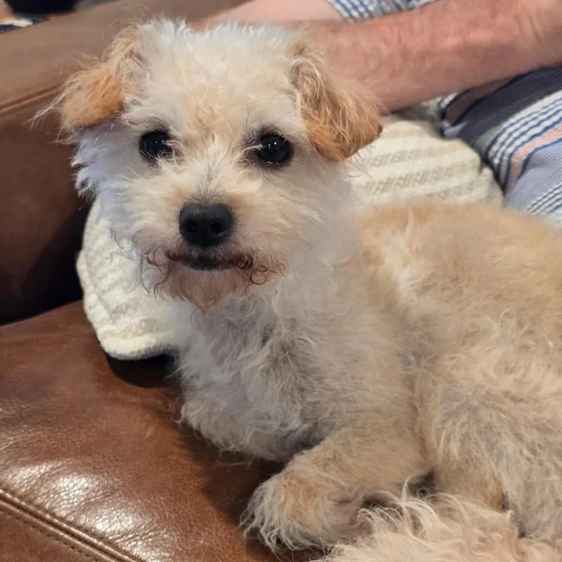An adult small-sized female Yellow / Tan / Blond / Fawn Dandie Dinmont Terrier dog named Edie for adoption in Brownsboro, AL