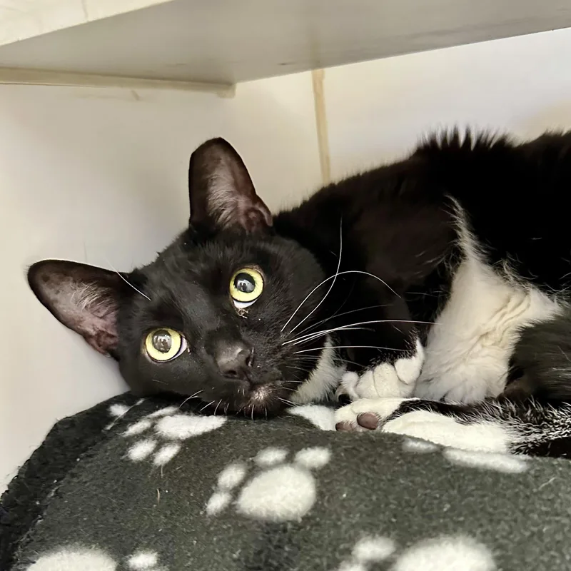 A senior large-sized female Domestic Short Hair cat named Betty Boop for adoption in Reisterstown, MD