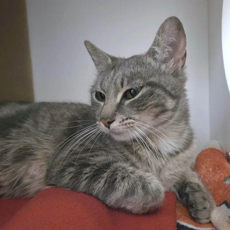A young medium-sized female Gray / Blue / Silver Domestic Short Hair cat named Peapod for adoption in Providence, RI