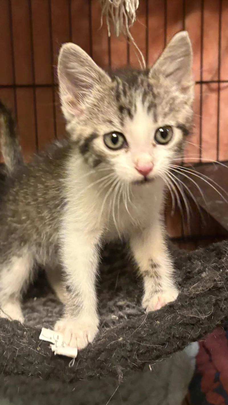 A baby medium-sized female Black & White / Tuxedo Domestic Short Hair cat named Sweet Pea for adoption in White Bluff, TN