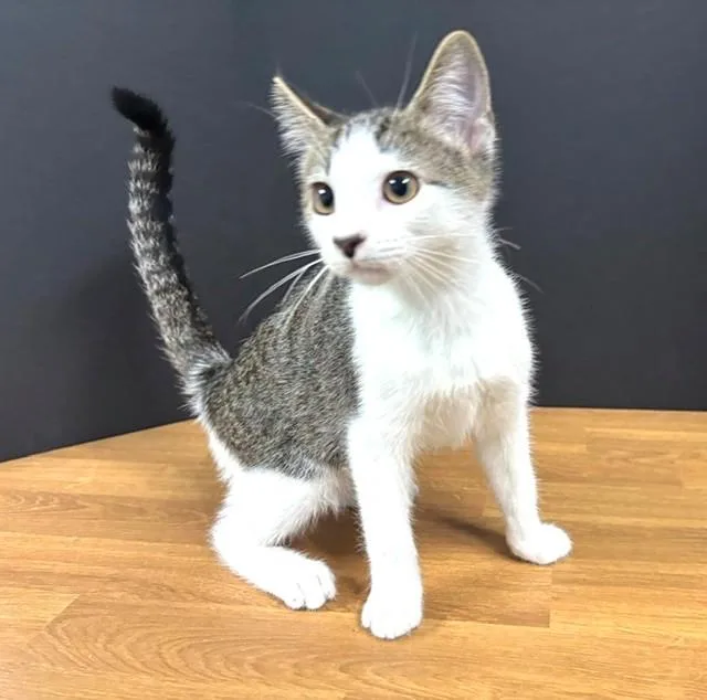 A baby medium-sized male Tabby (Brown / Chocolate) Domestic Short Hair cat named Webster for adoption in Hawk Point, MO
