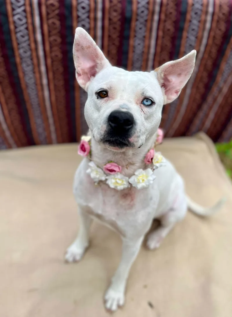 A young medium-sized female American Staffordshire Terrier dog named Zinnia for adoption in Gulfport, MS