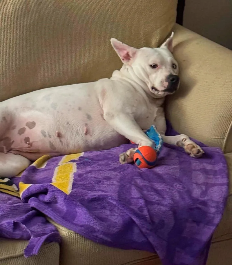 Zinnia thumbnail 3