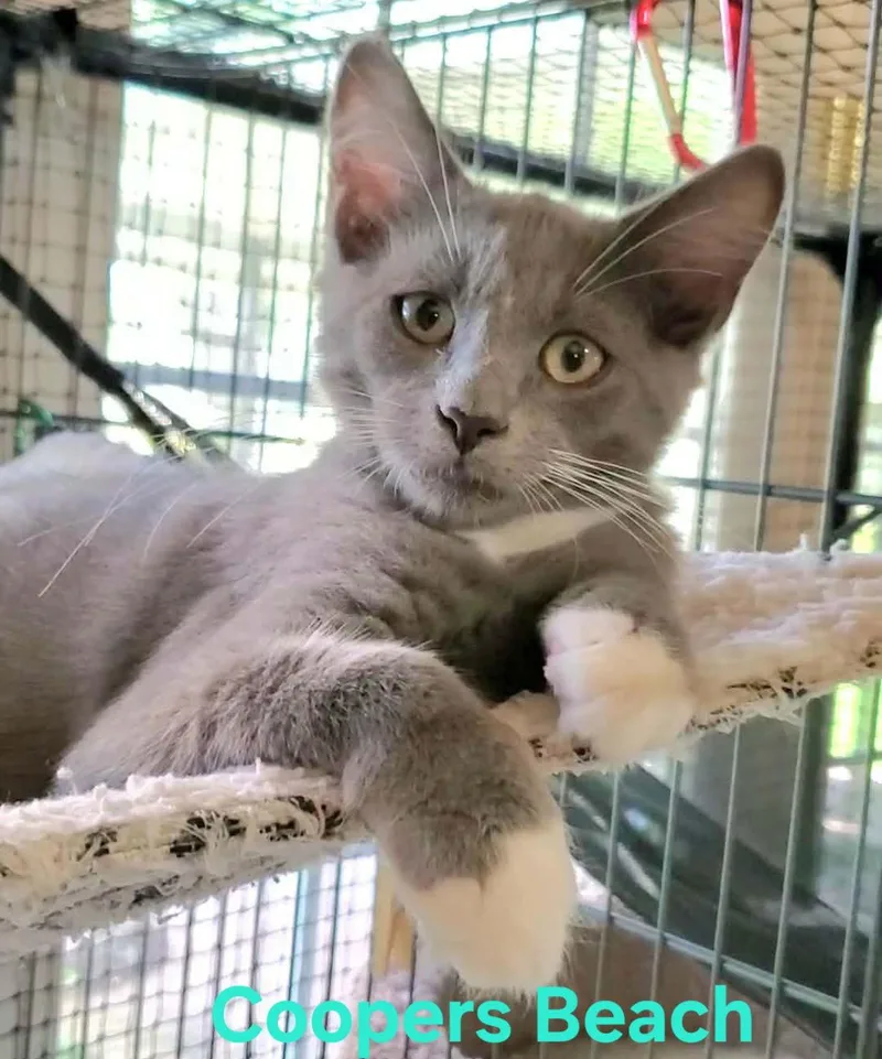 Coopers Beach thumbnail 2