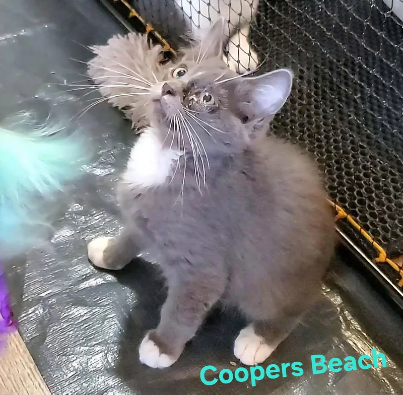 Coopers Beach thumbnail 3