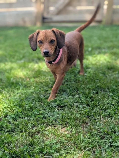 An adult medium-sized female Dachshund dog named Brielle for adoption in Nashville, TN