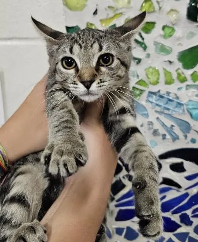 A baby small-sized female Domestic Short Hair cat named Forky for adoption in Pensacola, FL
