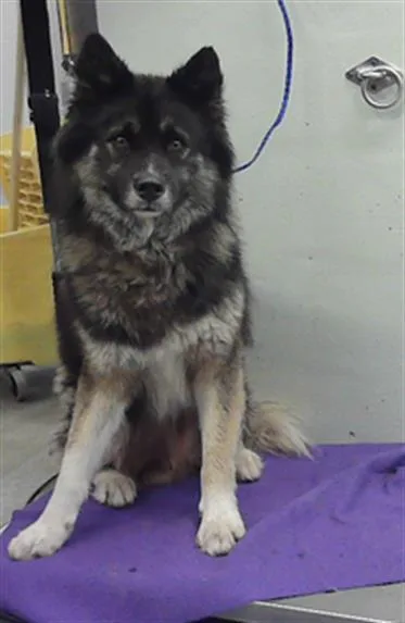 An adult large-sized male German Shepherd Dog dog named Hermes for adoption in Houston, TX