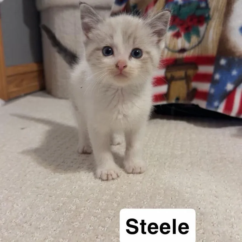 A baby small-sized male Seal Point Domestic Short Hair cat named Steele for adoption in Coralville, IA