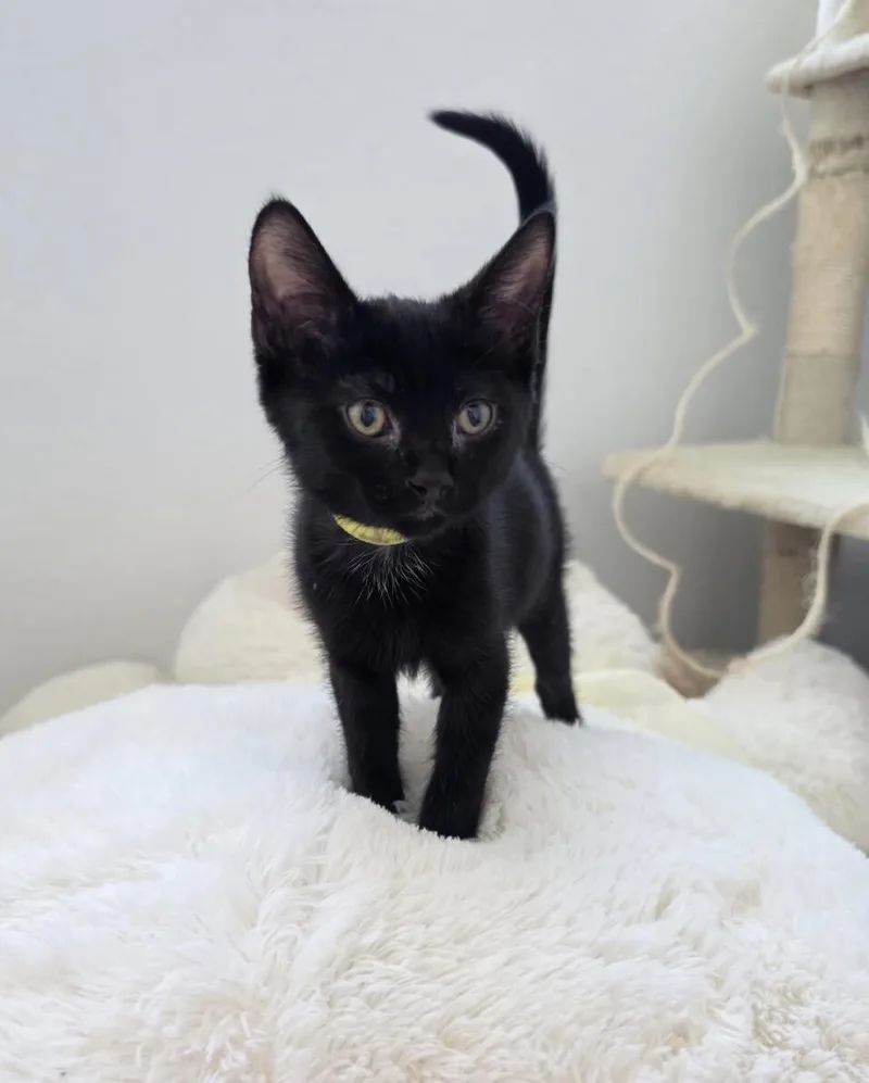 Archie  Vintage litter
