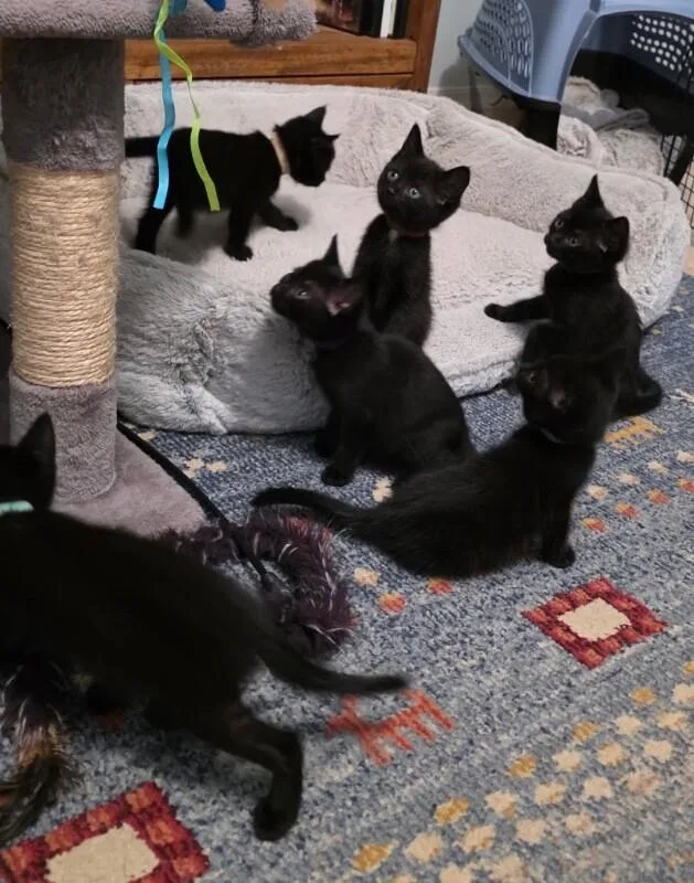 Archie  Vintage litter thumbnail 2