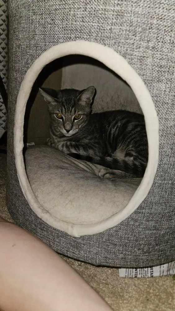 A baby medium-sized male Domestic Short Hair cat named Ringo for adoption in Skippack, PA