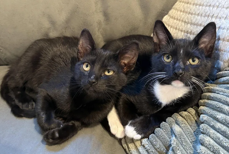 A baby medium-sized male Domestic Short Hair cat named Artie Apollo for adoption in San Luis Obispo, CA