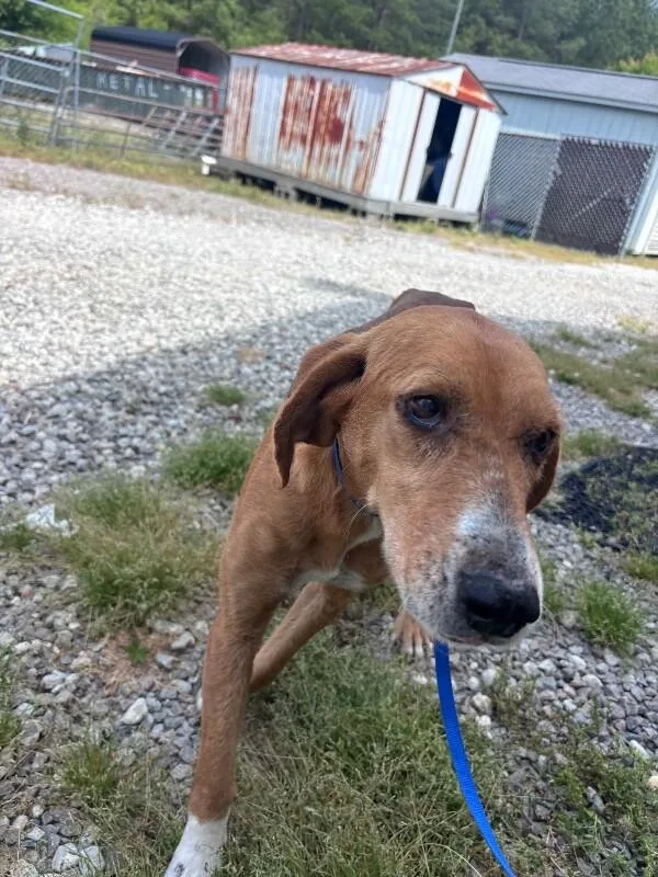An adult medium-sized female Brown / Chocolate Treeing Walker Coonhound dog named Kona for adoption in Burgaw, NC