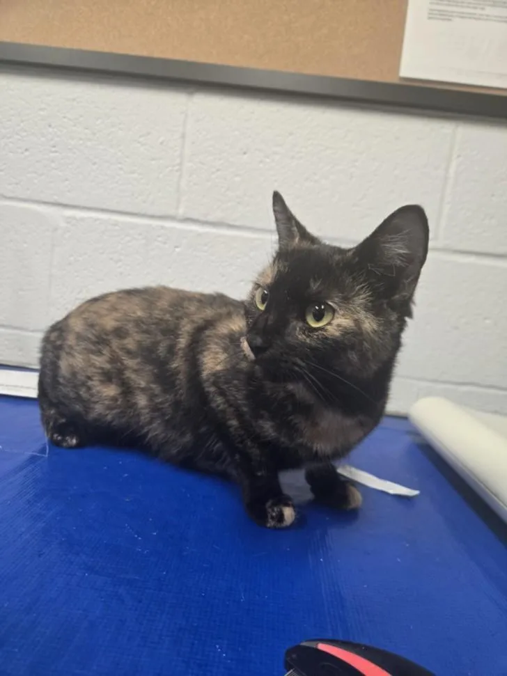 A young medium-sized female Domestic Short Hair cat named Cicely for adoption in Hagerstown, MD