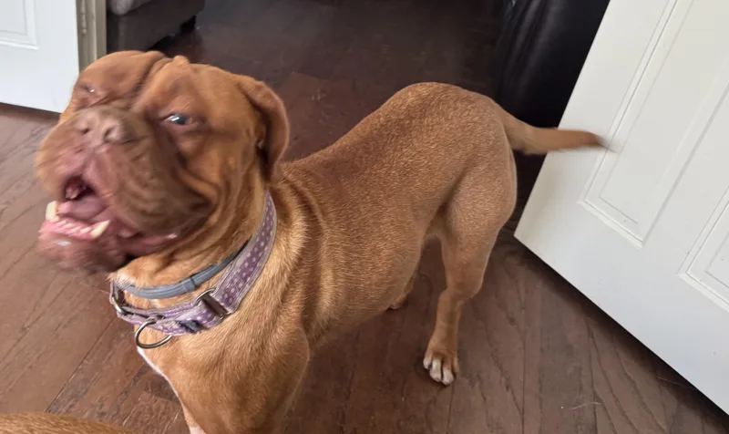 A young large-sized female Red / Chestnut / Orange Dogue de Bordeaux dog named Amelia for adoption in Providence, RI