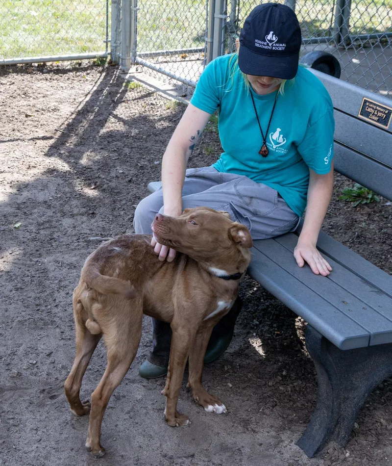 A young medium-sized male Brindle Mixed Breed dog named Puck for adoption in Mount Pleasant, MI