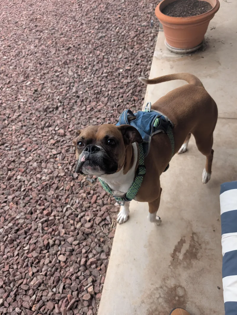 A young medium-sized male Merle (Red) Boxer dog named Pudge Aka Pudgie Pie for adoption in Tucson, AZ