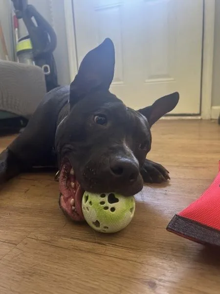 An adult medium-sized male Mixed Breed dog named Piggy for adoption in Austin, TX