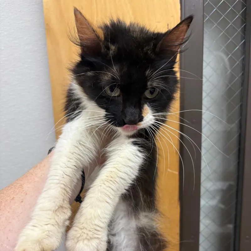 An adult small-sized female Black Domestic Short Hair cat named Starbright for adoption in Columbiana, AL
