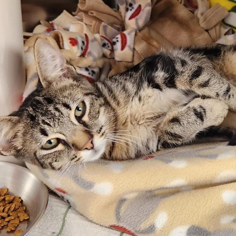 A baby medium-sized male Brown / Chocolate Domestic Short Hair cat named Gregorny for adoption in Grand Rapids, MI
