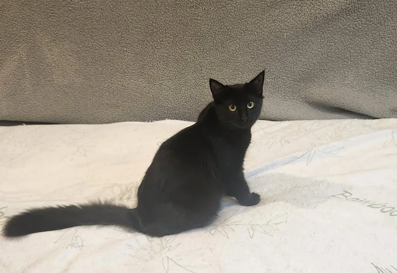 Electra