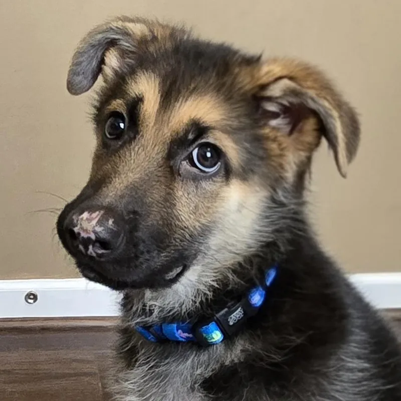 A baby medium-sized male German Shepherd Dog dog named Perseus for adoption in Cincinnati, OH